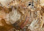 Petrified Cherry Wood Slab - Oregon ( Inches) #4374-1